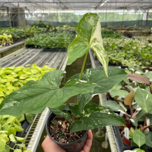 A hand holds a potted green plant with variegated leaves inside a greenhouse filled with rows of various other plants.