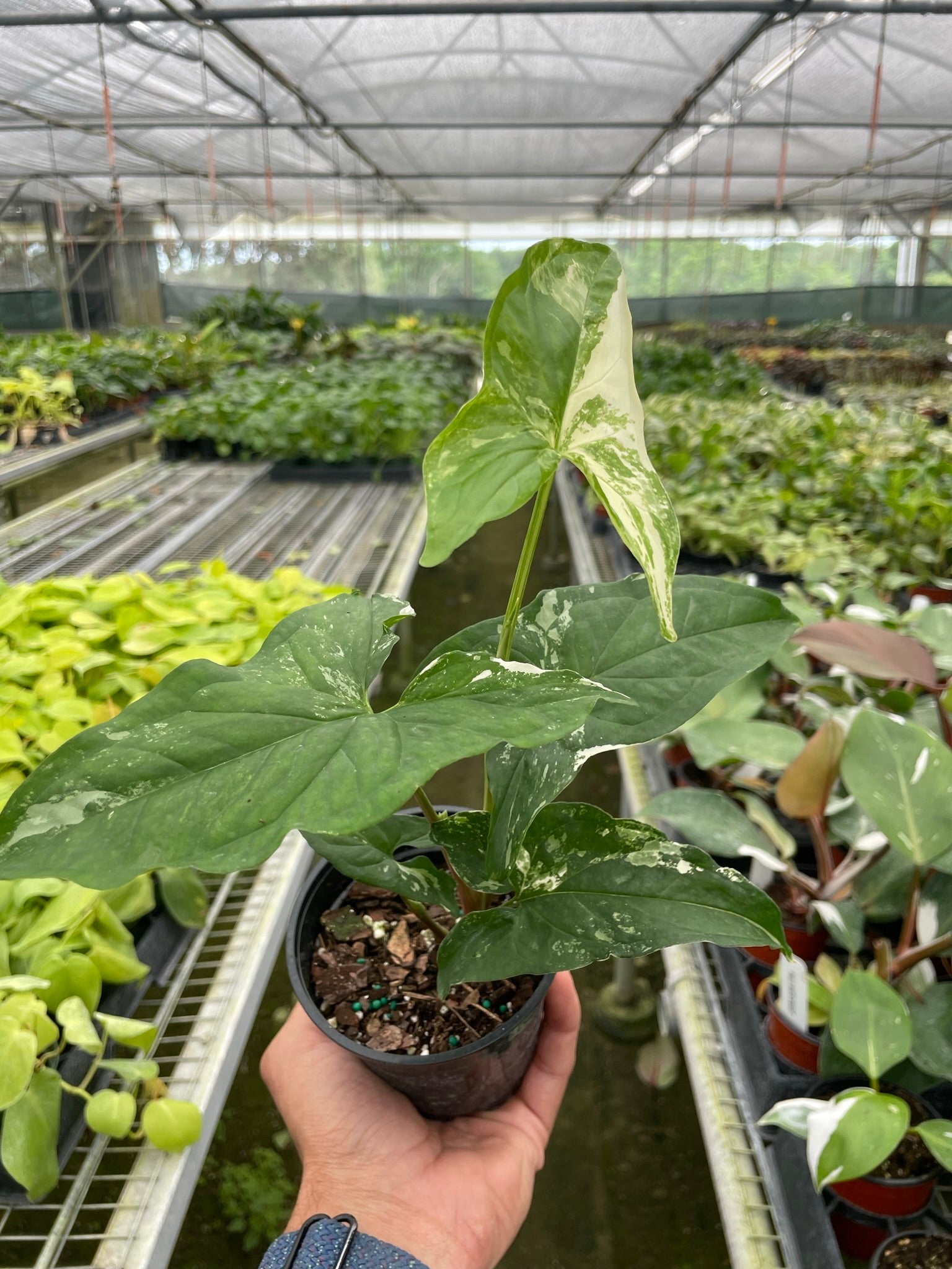 A hand holds a potted green plant with variegated leaves inside a greenhouse filled with rows of various other plants.
