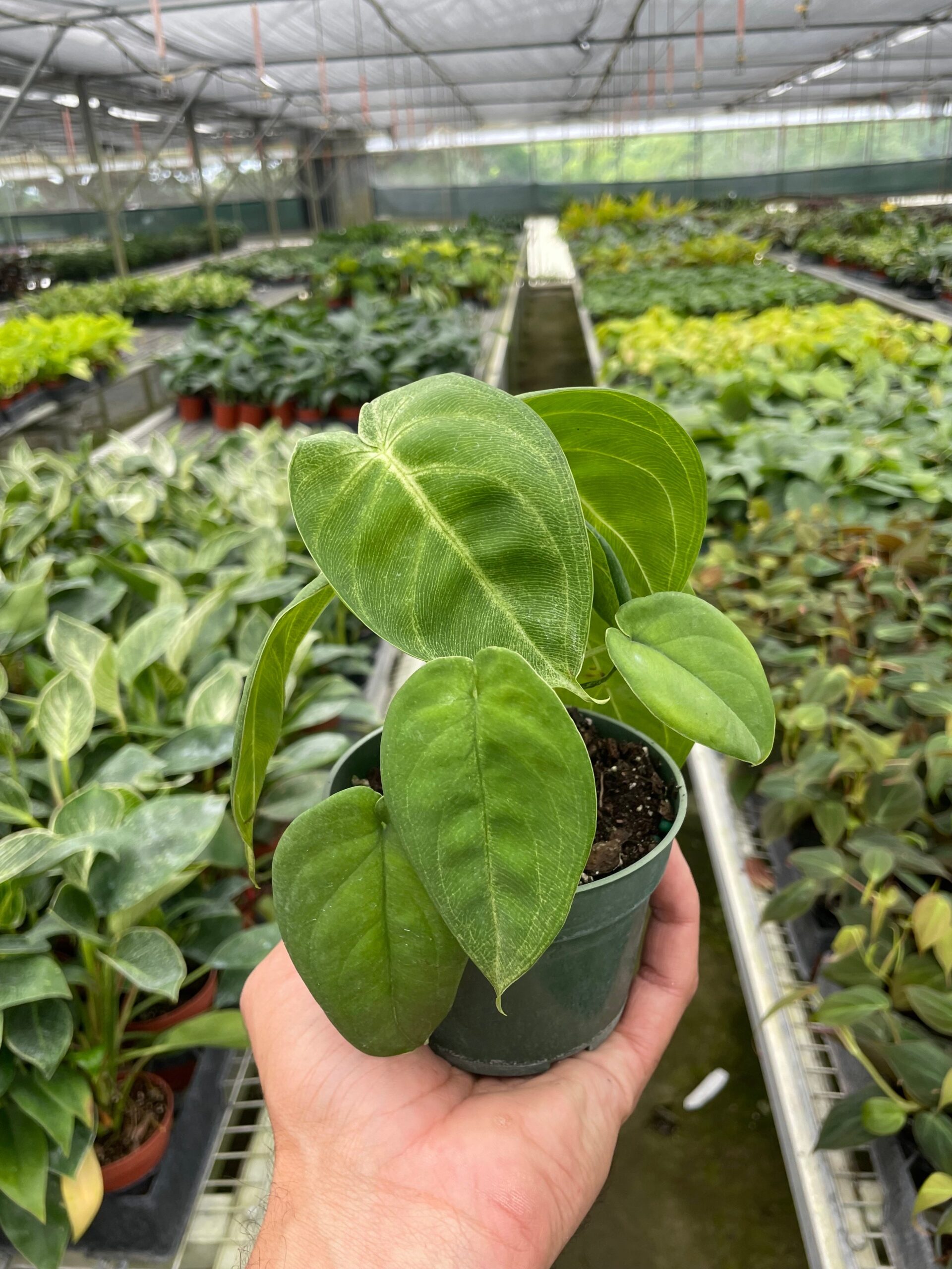 A hand holds a small potted plant with heart-shaped green leaves inside a greenhouse filled with various other potted plants.