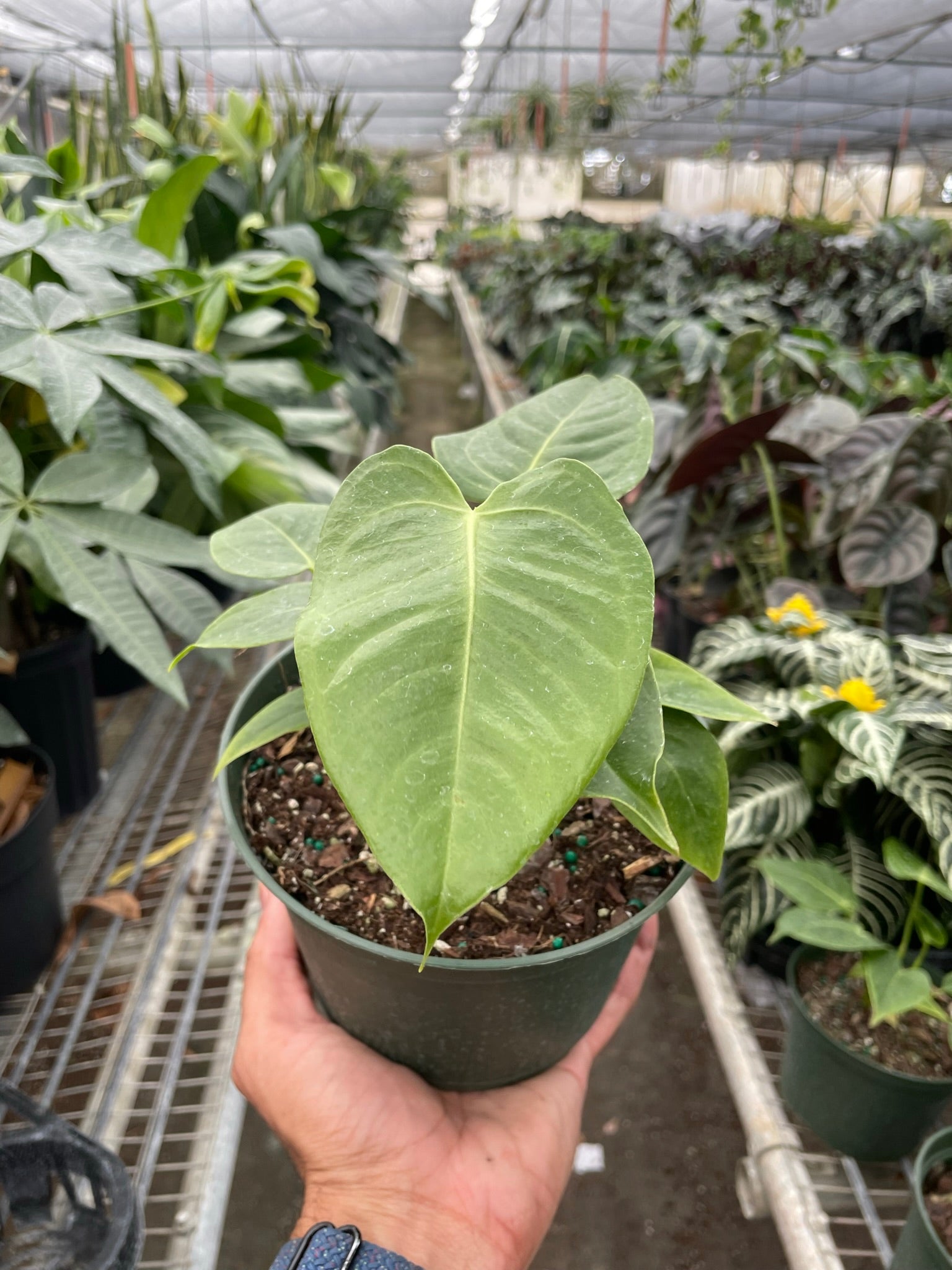 A person holds a small potted plant with large, heart-shaped green leaves inside a greenhouse filled with various other plants.