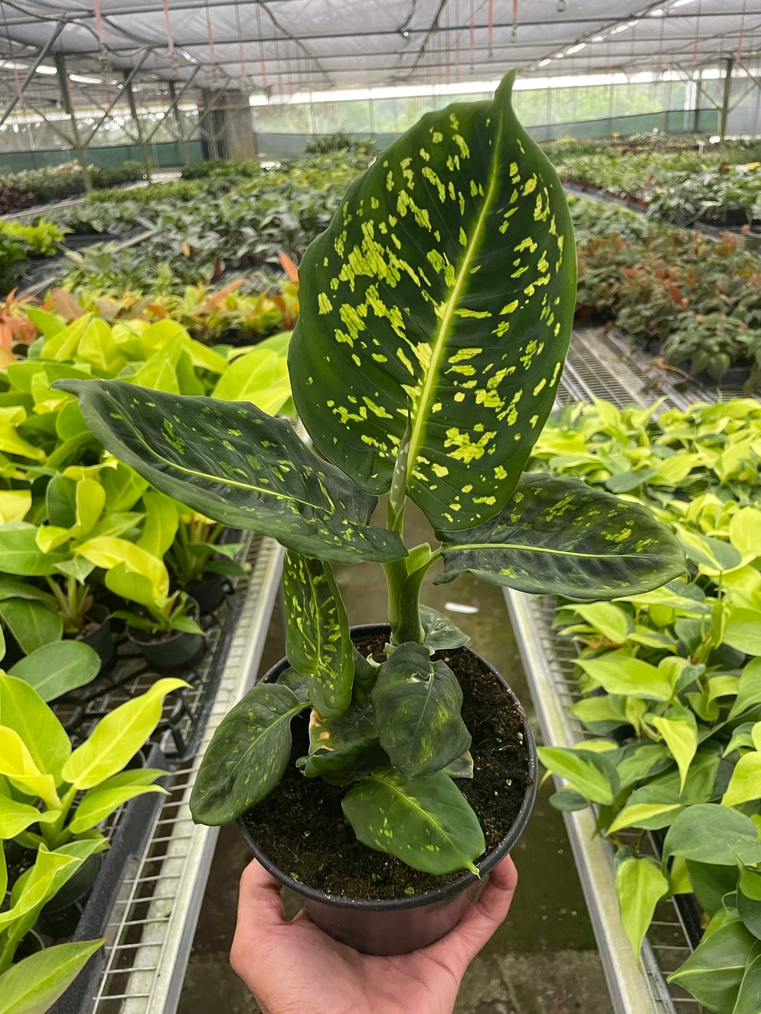 A hand holds a potted Dieffenbachia plant with large, dark green leaves featuring yellow speckles, inside a greenhouse with rows of other plants.
