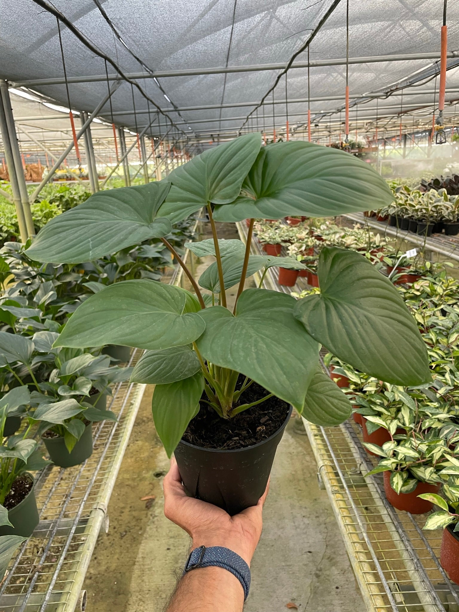 A hand holds a potted plant with large green leaves inside a greenhouse filled with various other potted plants on metal shelves.