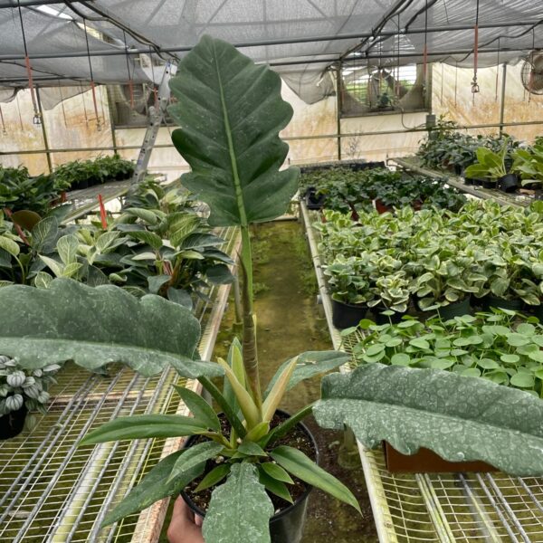 A person holds a potted plant with broad, textured leaves in a greenhouse filled with various other potted plants on metal shelves.