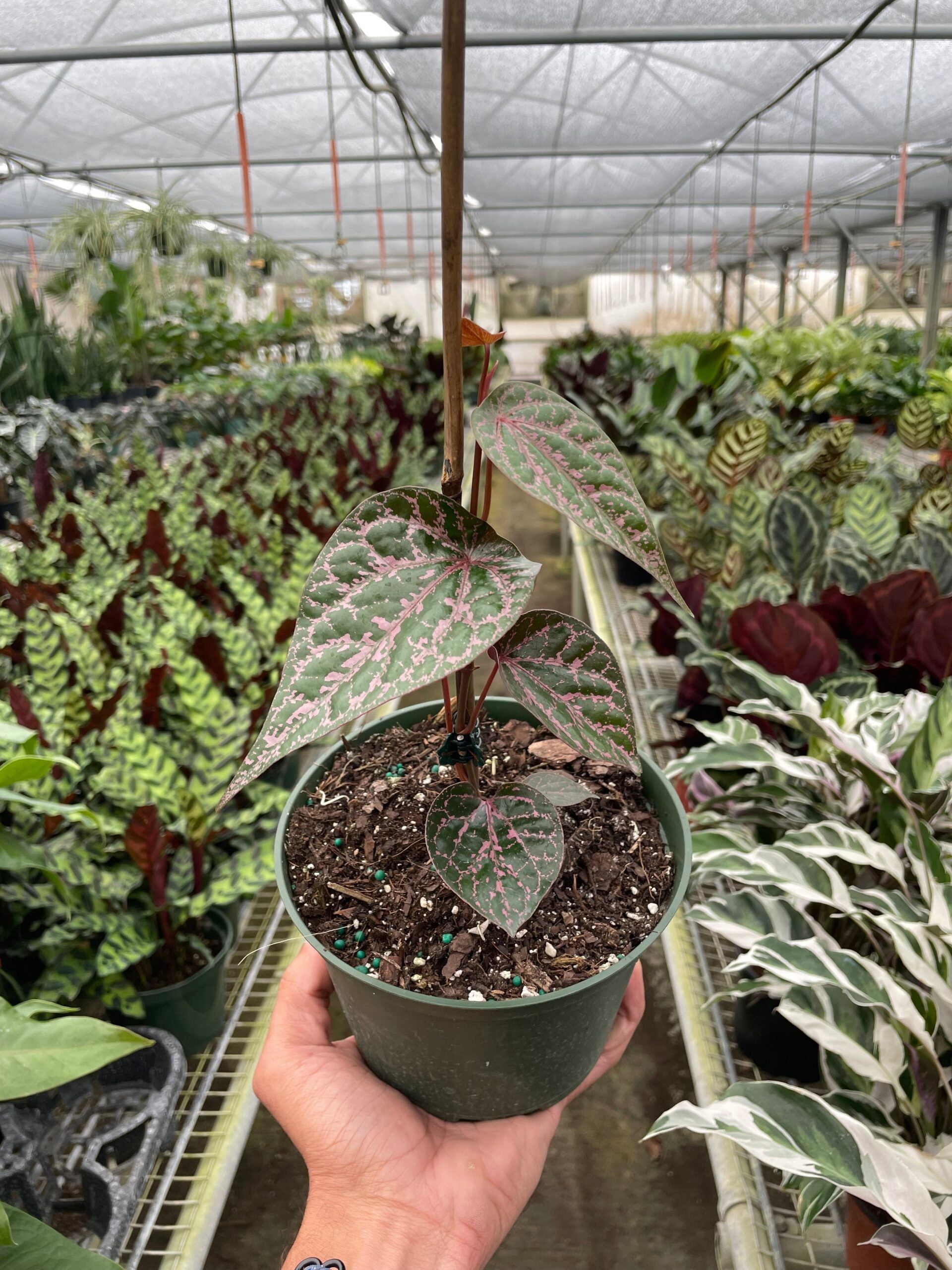 A hand holds a potted plant with green leaves featuring pink veins inside a greenhouse filled with various other plants.