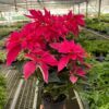 A person holds a potted poinsettia with bright red leaves inside a greenhouse filled with various green plants on metal shelves.