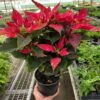 A hand holds a potted poinsettia plant with red and green leaves inside a greenhouse filled with various other plants.