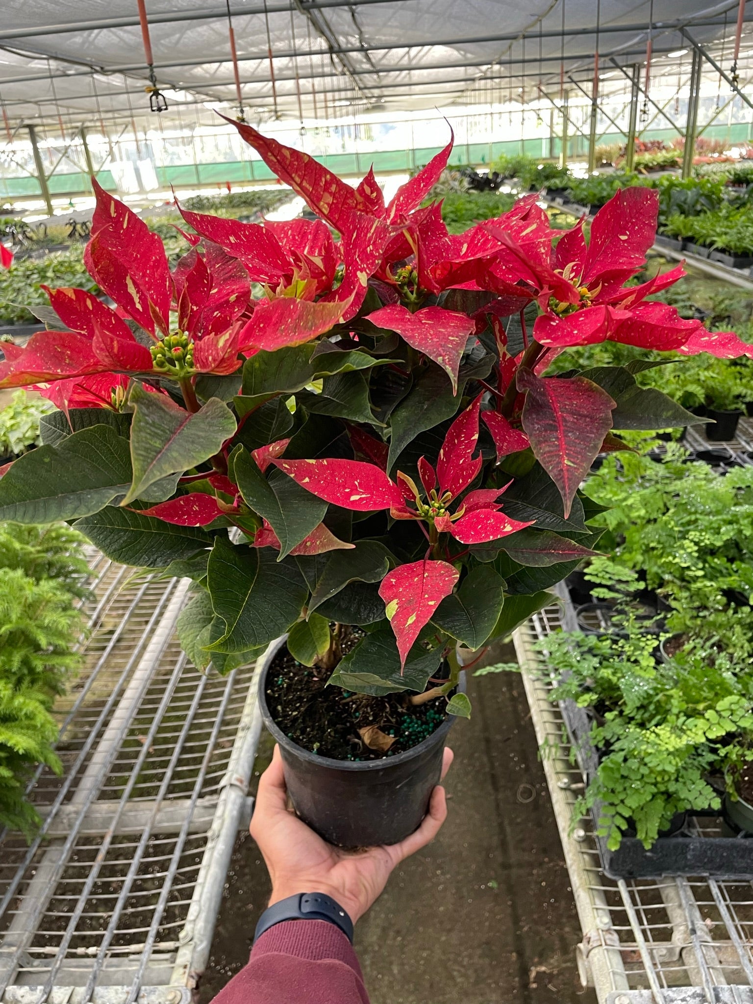 A hand holds a potted poinsettia plant with red and green leaves inside a greenhouse filled with various other plants.