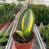 A hand holds a potted Sansevieria plant with variegated yellow and green leaves inside a greenhouse filled with similar plants.