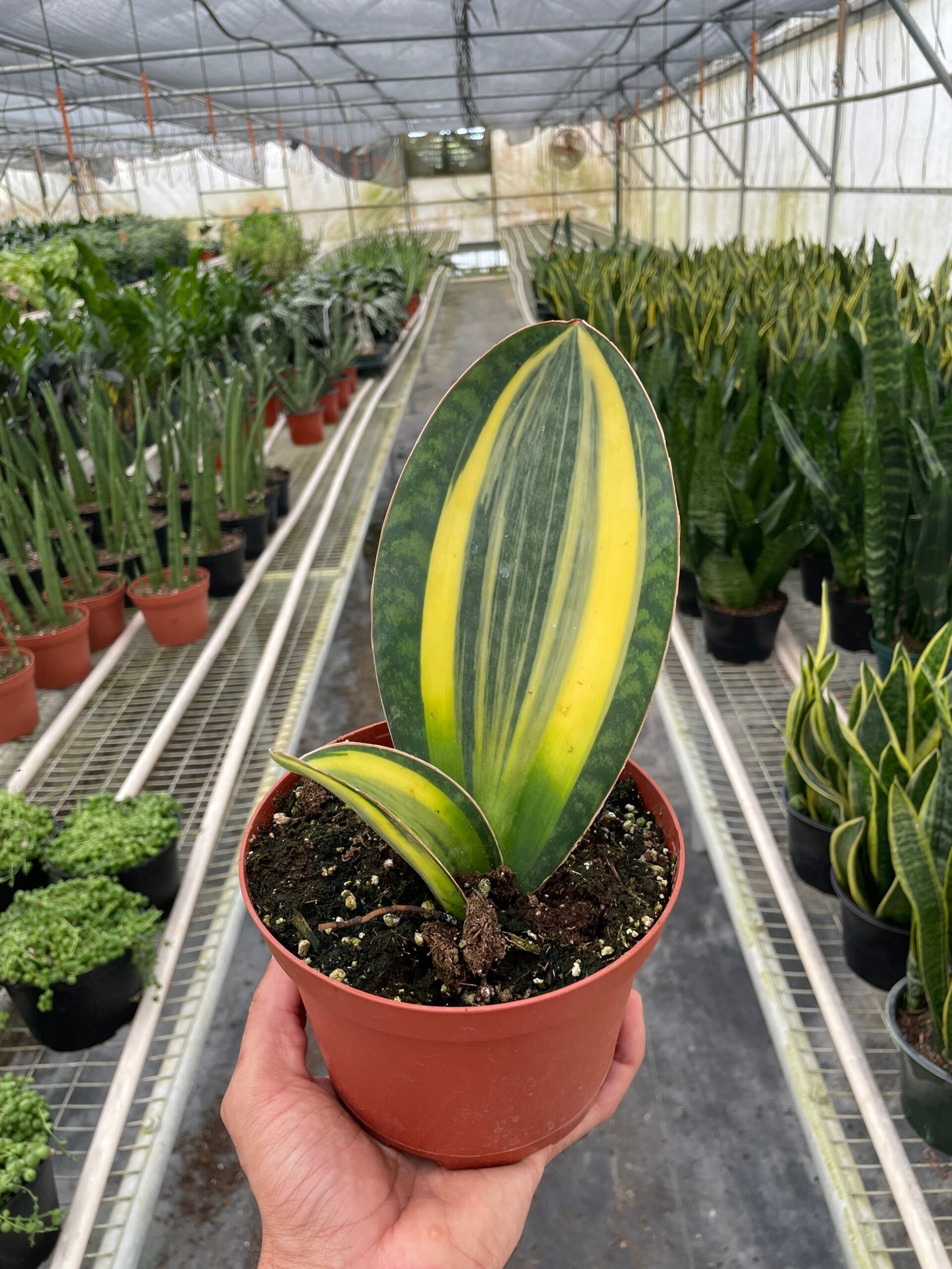 A hand holds a potted Sansevieria plant with variegated yellow and green leaves inside a greenhouse filled with similar plants.
