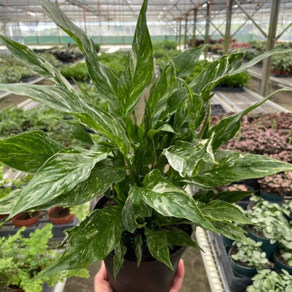 A hand holds a potted variegated plant with green and white leaves inside a greenhouse filled with various other potted plants.