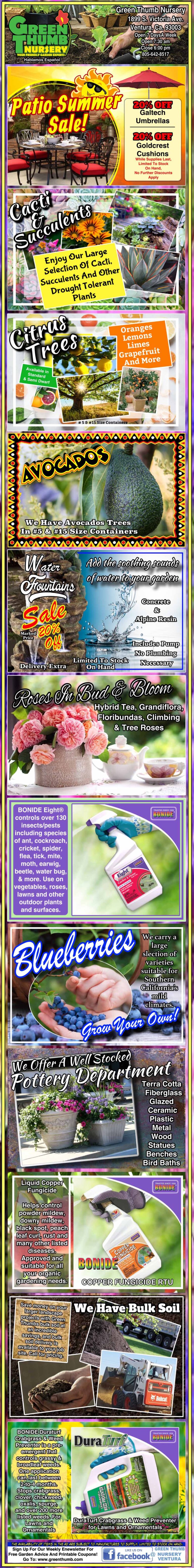 Colorful vertical flyer advertising fruit plants, including blueberries, figs, persimmons, jujubes, and bush cherries, with photos, descriptions, and tips for growing and enjoying the fruits.