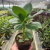 A hand holding a small potted plant with thick green leaves inside a greenhouse filled with various other plants.