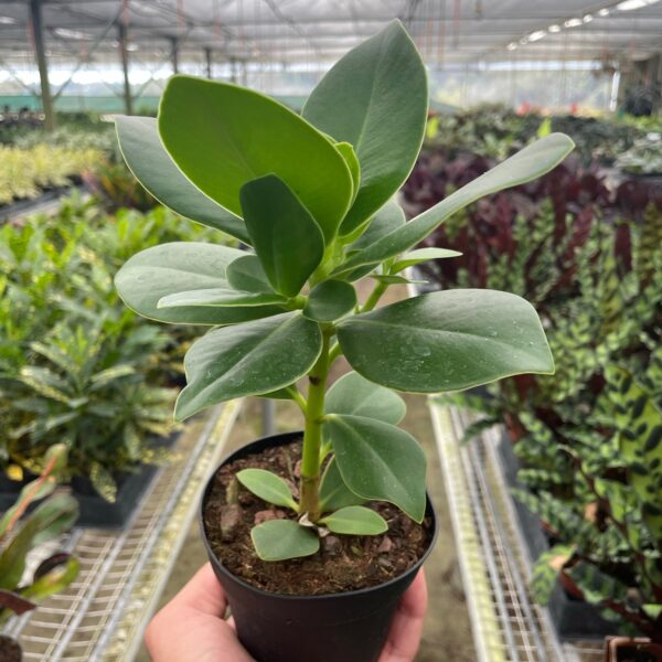 A hand holding a small potted plant with thick green leaves inside a greenhouse filled with various other plants.