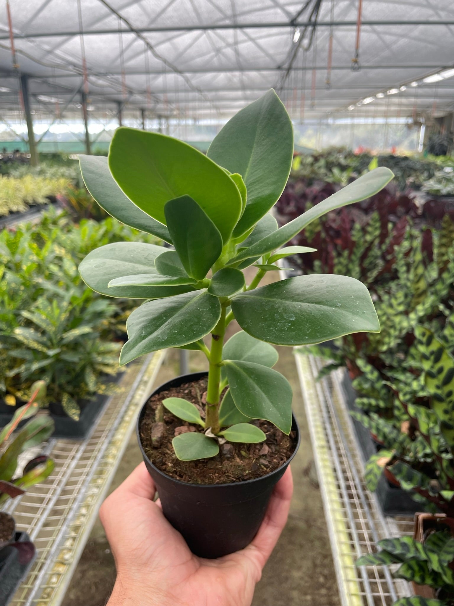 A hand holding a small potted plant with thick green leaves inside a greenhouse filled with various other plants.