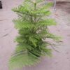 A potted Norfolk Island pine with symmetrical, feathery green branches placed on a concrete floor in a greenhouse setting.
