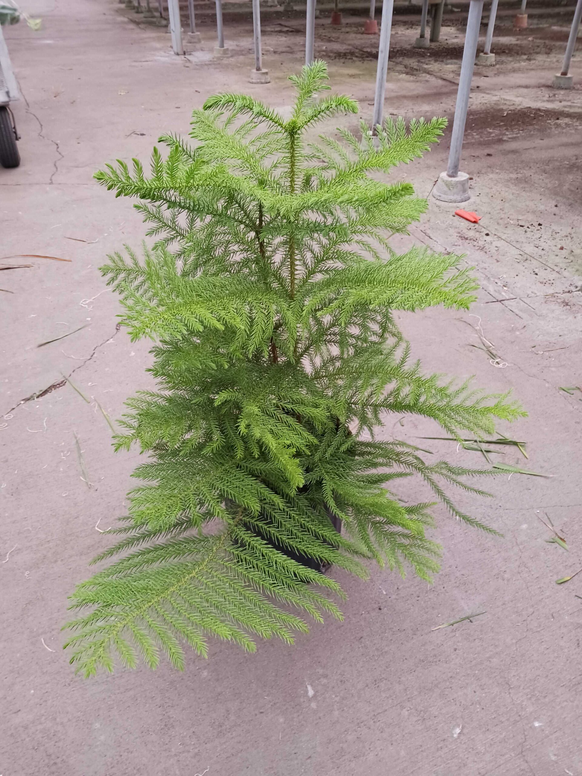 A potted Norfolk Island pine with symmetrical, feathery green branches placed on a concrete floor in a greenhouse setting.