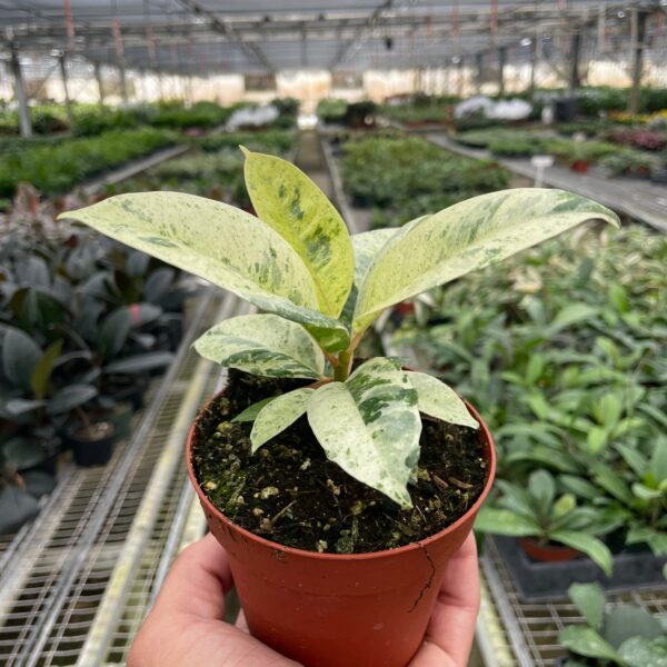 A hand holds a small potted plant with variegated leaves inside a large greenhouse filled with rows of other plants.