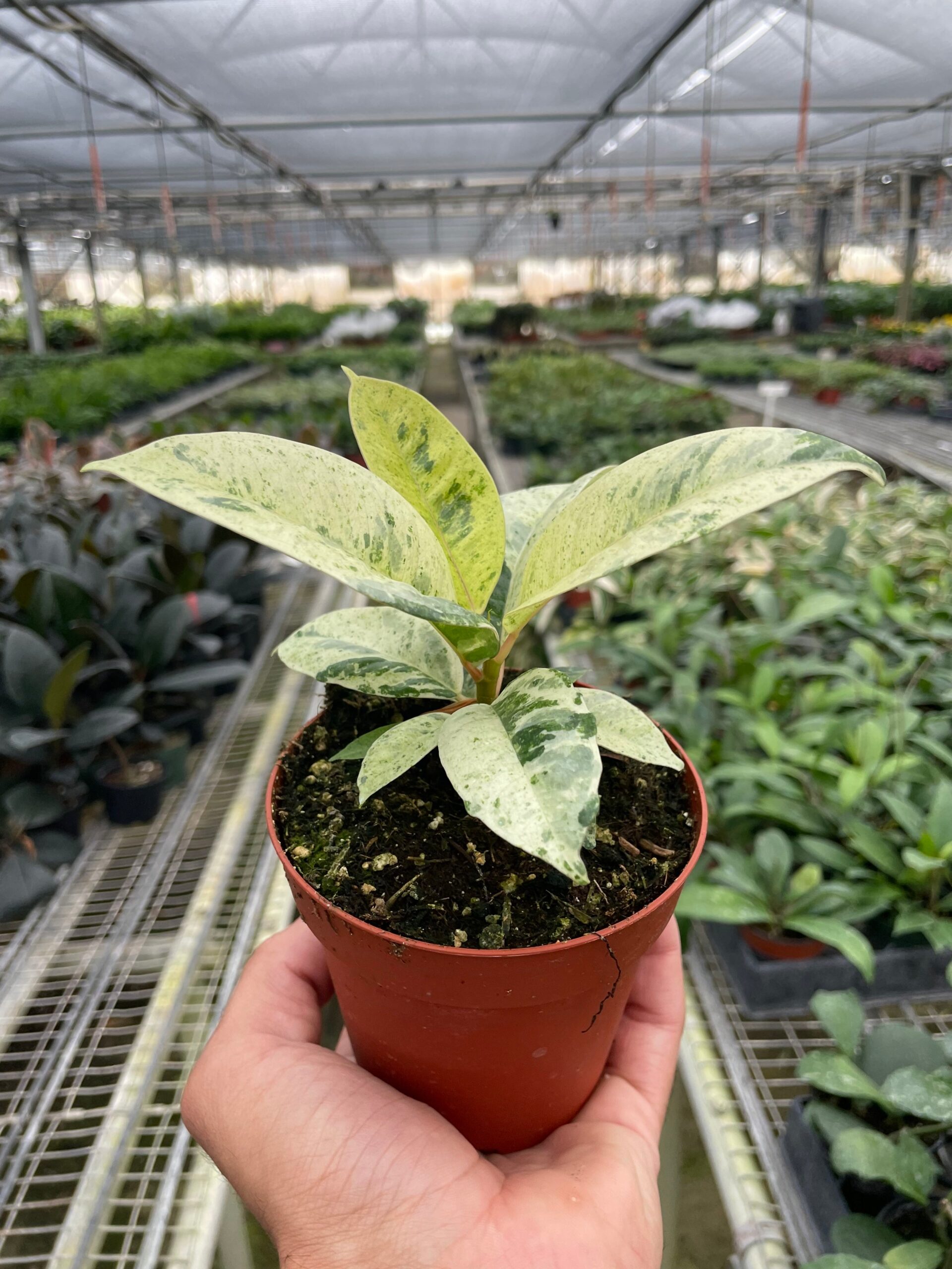 A hand holds a small potted plant with variegated leaves inside a large greenhouse filled with rows of other plants.