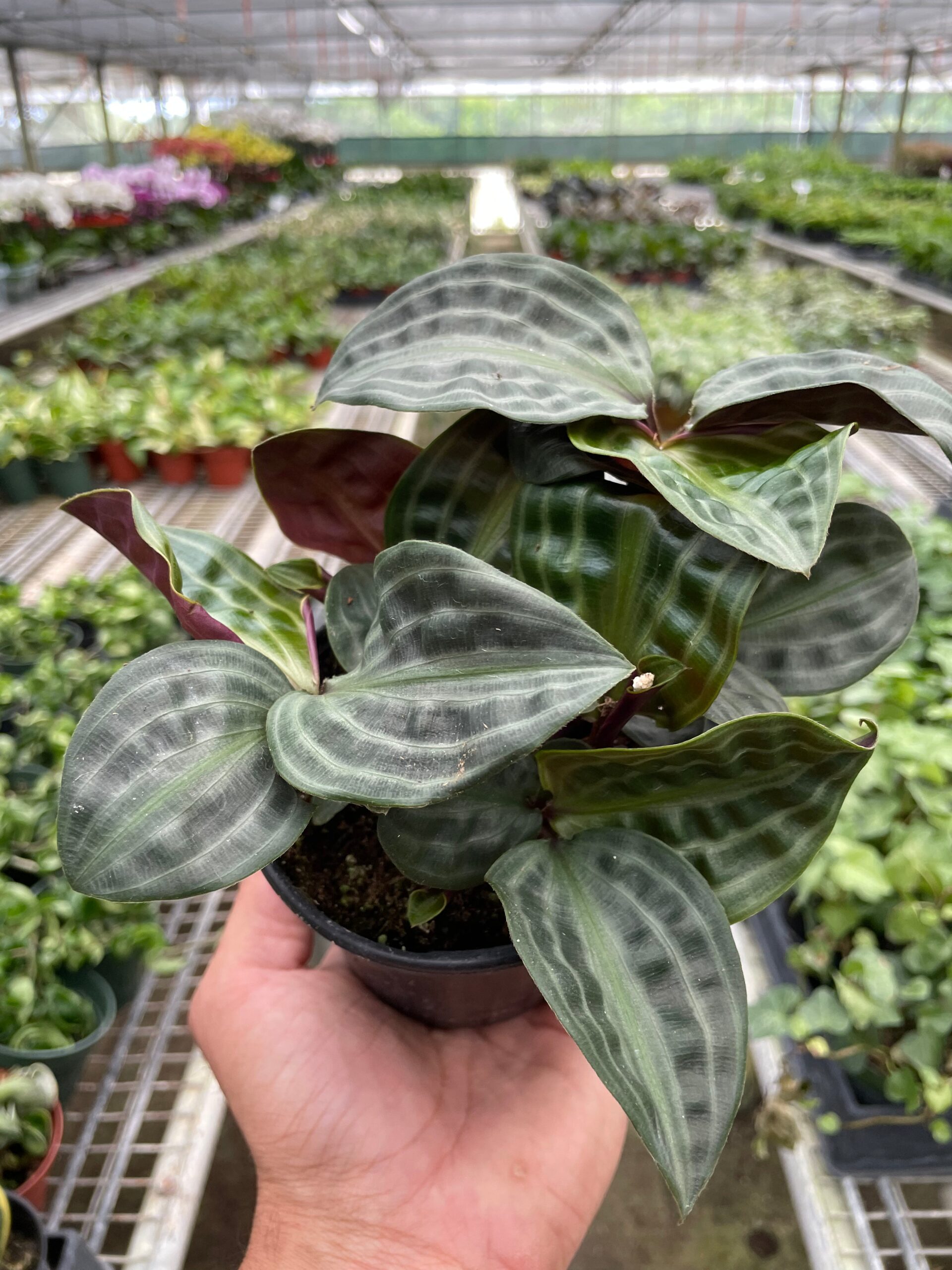 A hand holding a small potted plant with striped green leaves inside a greenhouse filled with various other plants on shelves.