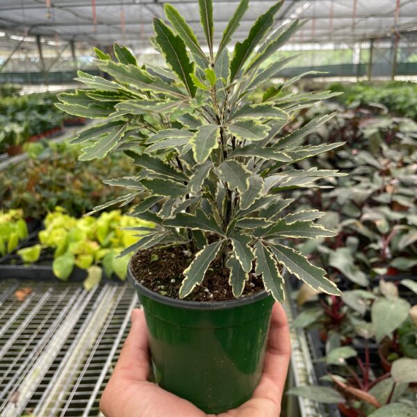 A hand holding a small potted plant with variegated green and cream leaves inside a greenhouse filled with other plants.
