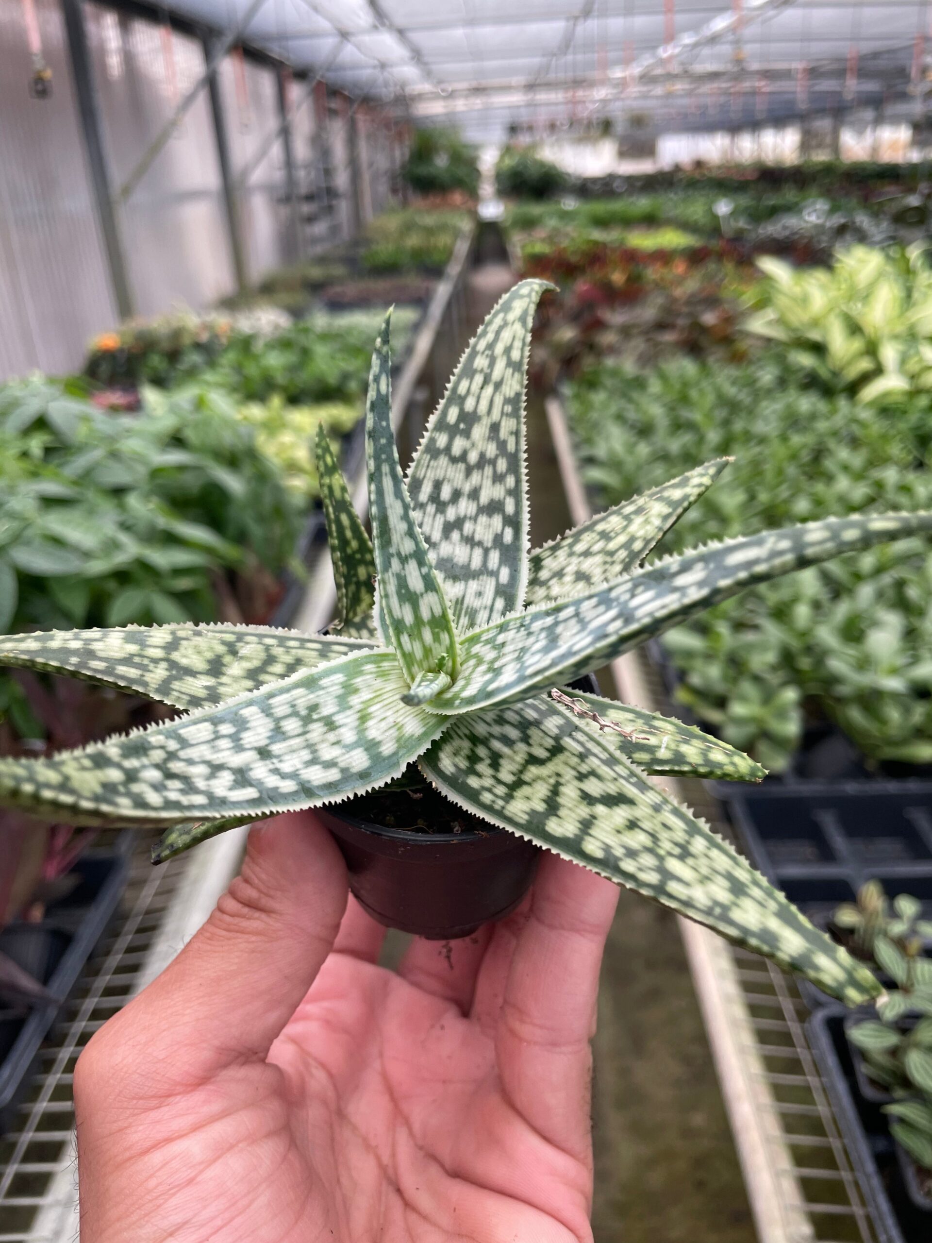 A hand holding a small potted succulent with mottled green and white leaves inside a greenhouse filled with various plants.