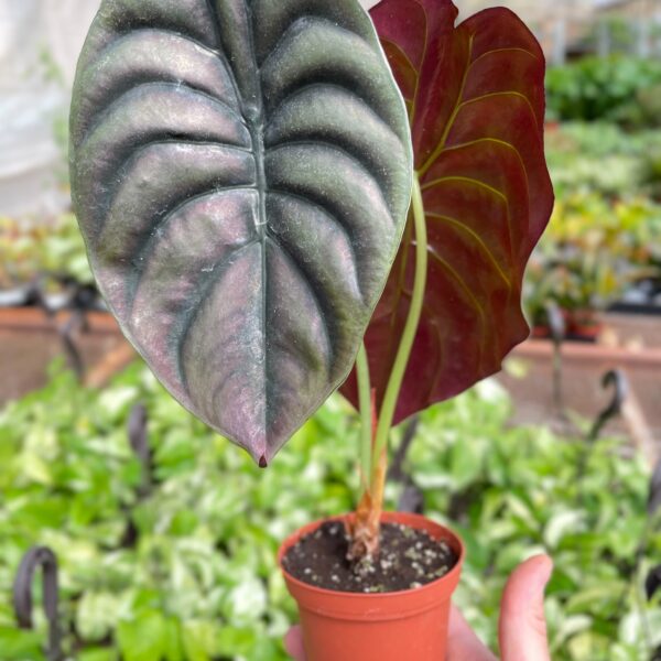 A hand holds a small potted plant with large, dark green and red-veined leaves in a greenhouse setting.