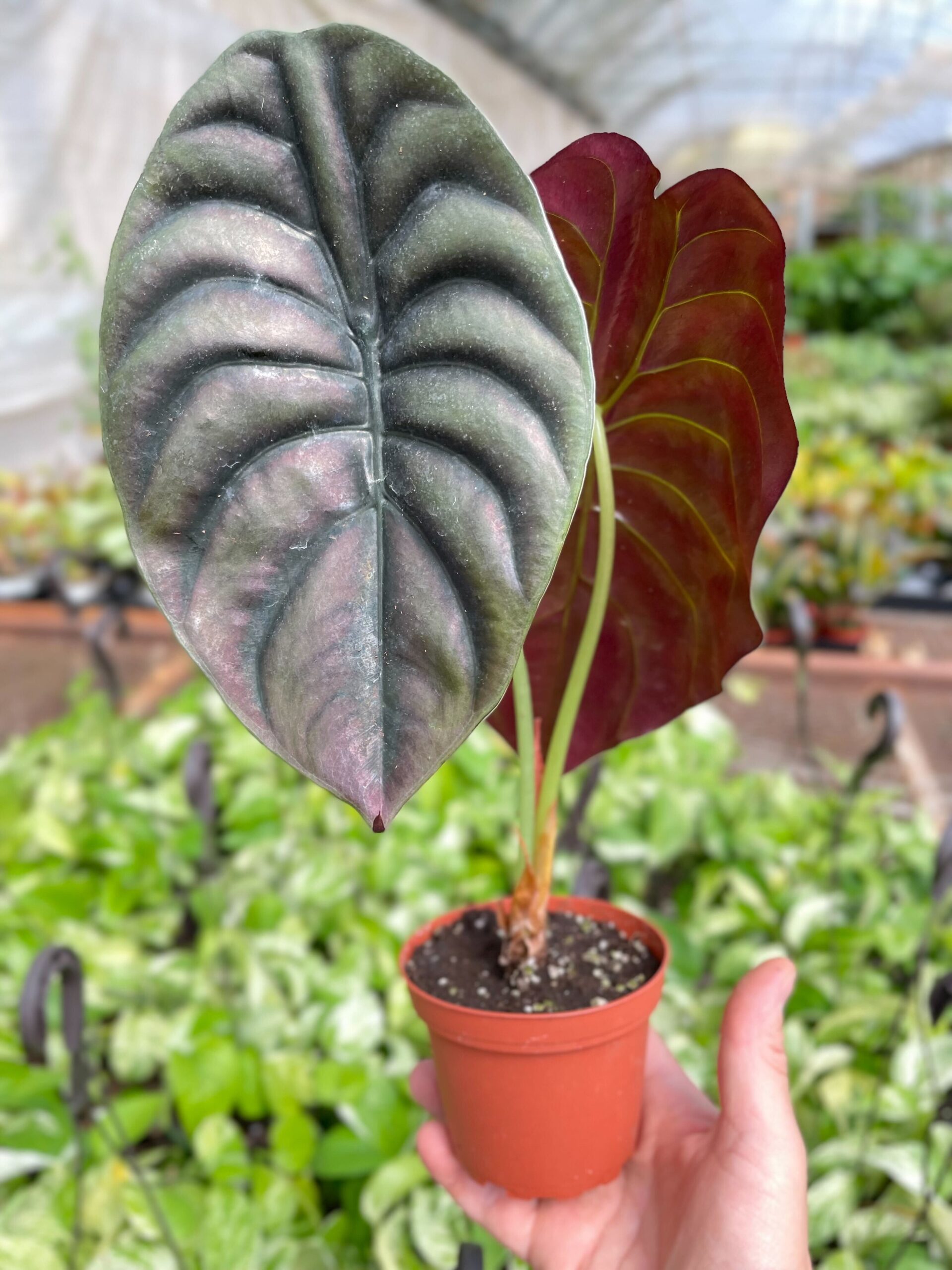 A hand holds a small potted plant with large, dark green and red-veined leaves in a greenhouse setting.