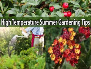 Collage of summer gardening scenes, including watering plants, red berries, and yellow-red flowers, with the text "High Temperature Summer Gardening Tips" across the center.