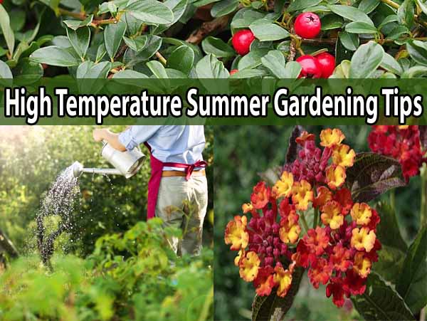 Collage of summer gardening scenes, including watering plants, red berries, and yellow-red flowers, with the text "High Temperature Summer Gardening Tips" across the center.