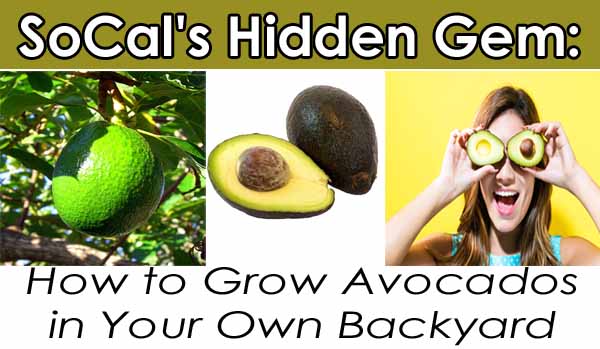 A whole avocado on a tree, a sliced avocado, and a woman holding avocado halves over her eyes with the text: "SoCal's Hidden Gem: How to Grow Avocados in Your Own Backyard.