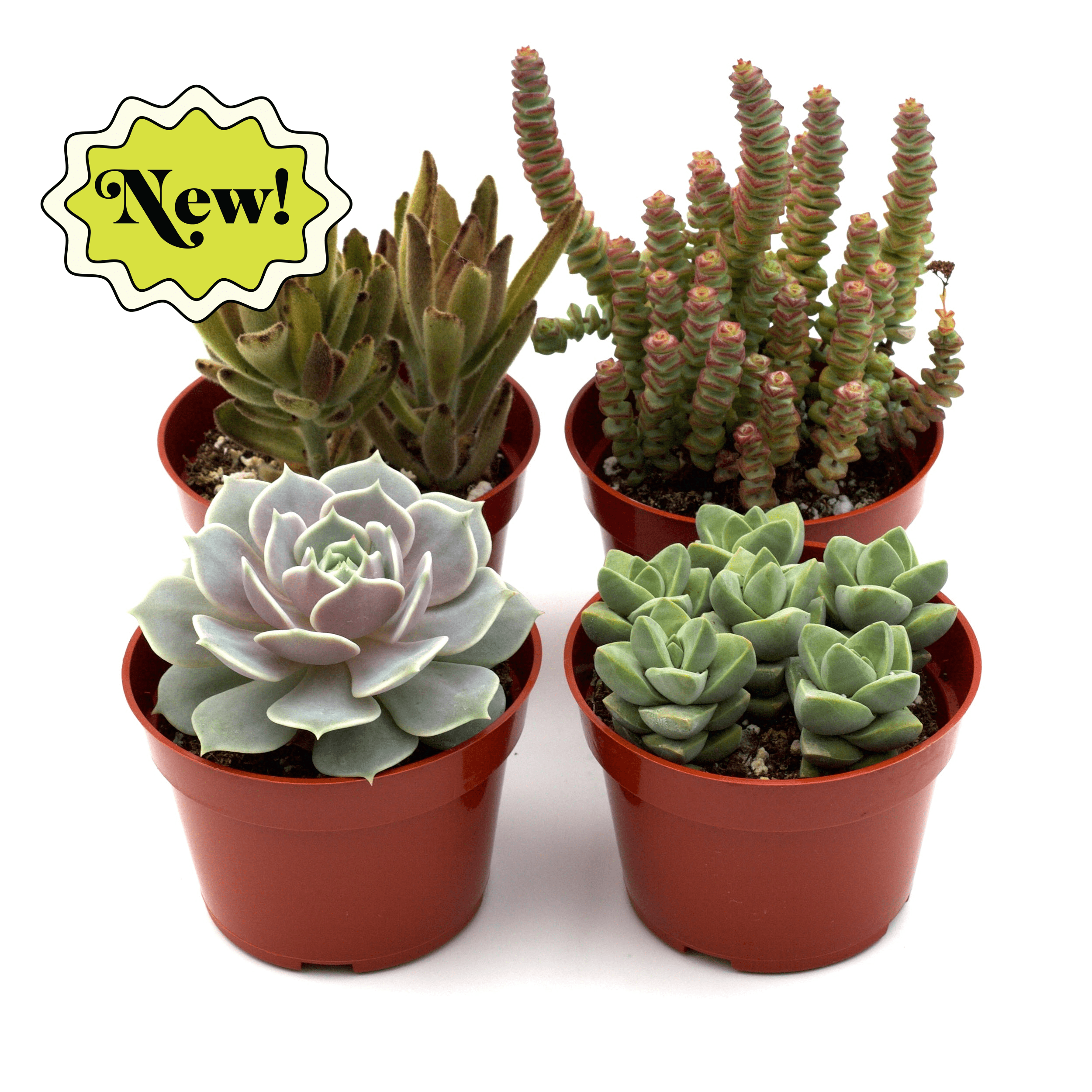 Four potted succulent plants in red containers are displayed with a yellow label reading