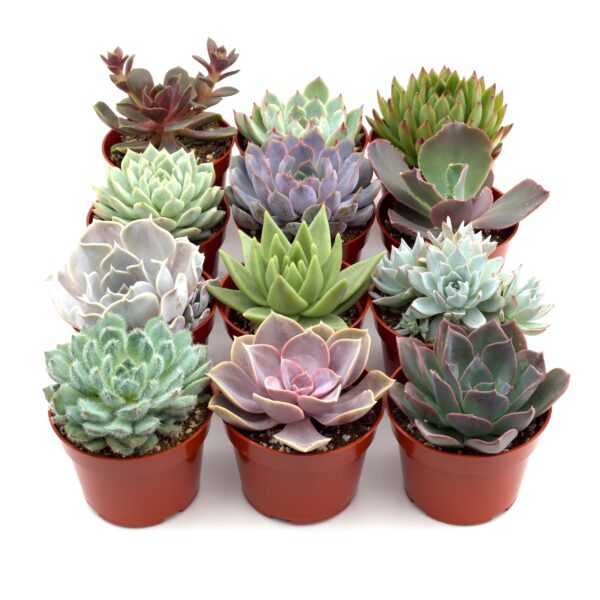 Nine small potted succulent plants arranged in three rows against a white background.