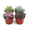 Four small potted succulents with varying shapes and colors are grouped together on a white background.