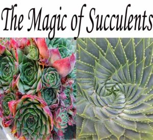 Two close-up photos of different succulent plants appear below the text "The Magic of Succulents" in large script font.