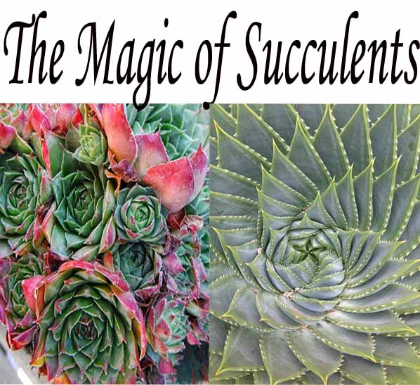 Two close-up photos of different succulent plants appear below the text "The Magic of Succulents" in large script font.