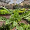 A hand holds a potted plant with patterned green leaves inside a greenhouse filled with various other plants.