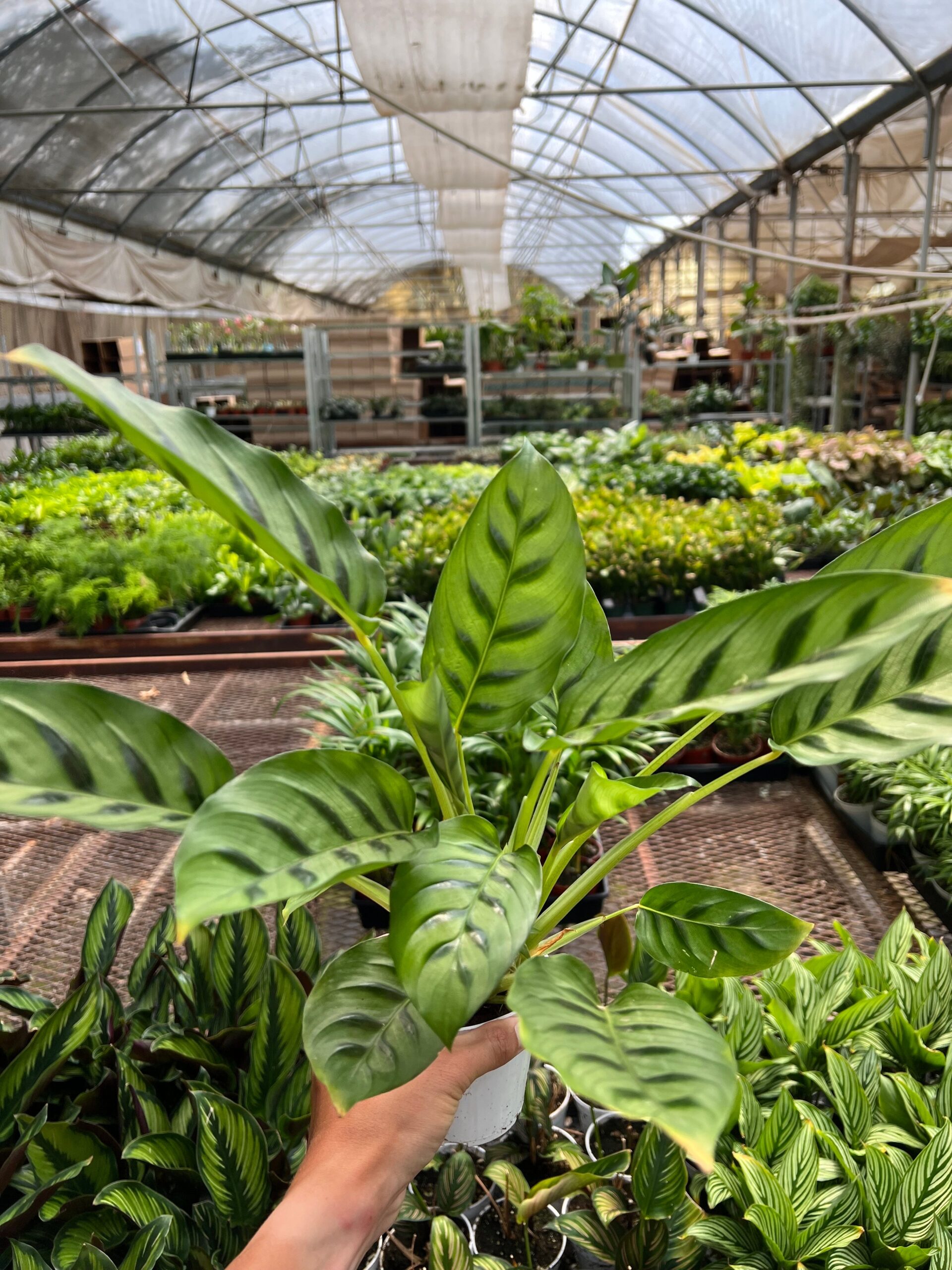 A hand holds a potted plant with patterned green leaves inside a greenhouse filled with various other plants.