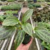 A hand holds a potted plant with broad, green leaves inside a greenhouse filled with various other potted plants on metal tables.