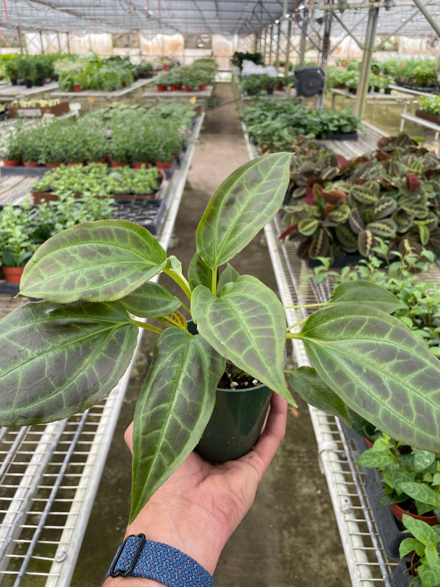 A hand holds a potted plant with broad, green leaves inside a greenhouse filled with various other potted plants on metal tables.