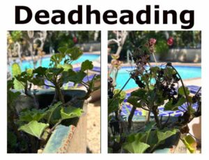 Split image showing a potted plant before and after deadheading, with fresh green leaves on the left and wilted flowers on the right, near a swimming pool.
