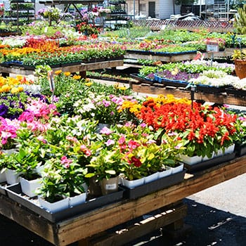 A flower market with many different kinds of flowers.