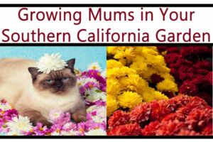 A cat lies among chrysanthemums with a flower on its head, next to bunches of yellow and red chrysanthemums; text reads “Growing Mums in Your Southern California Garden.”.
