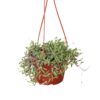 A hanging planter with a trailing succulent plant, featuring long green leaves and reddish stems, against a white background.