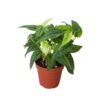A potted green leafy plant with variegated foliage, placed in a small brown plastic pot against a white background.