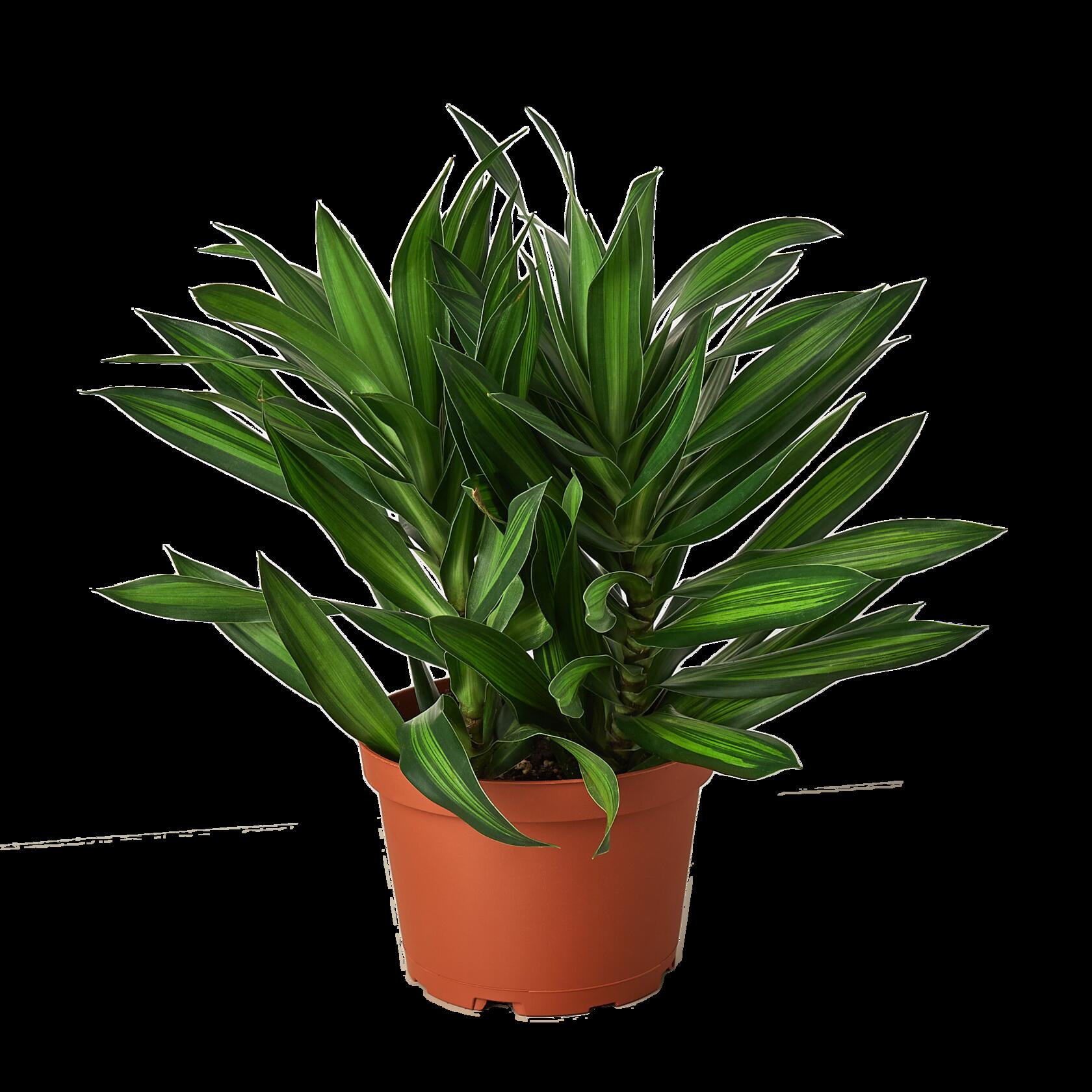 A green leafy plant with long, pointed leaves growing in a brown plastic pot, isolated on a white background.