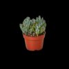 A small potted succulent plant with green, fleshy leaves in a brown plastic pot against a plain black background.