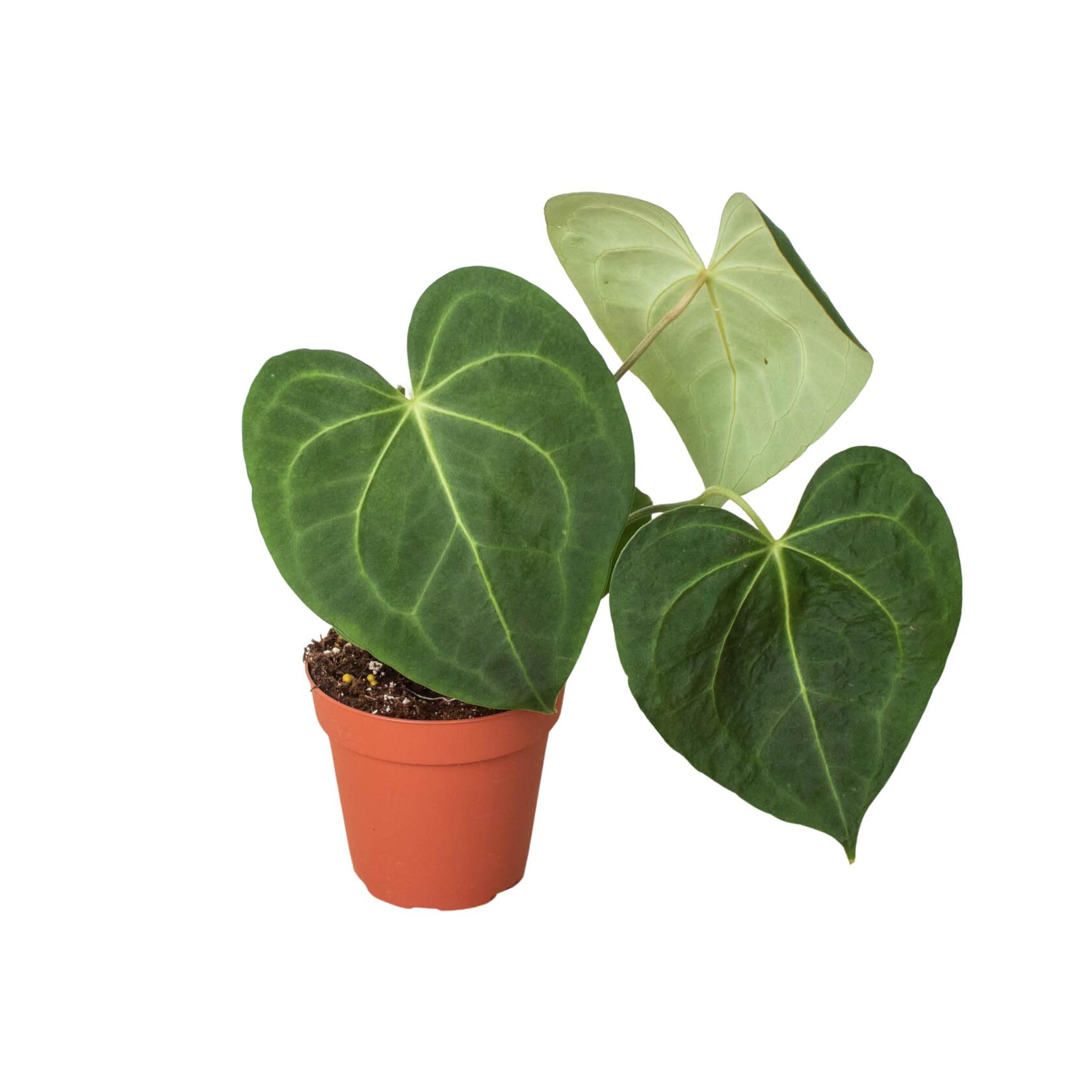 A potted plant with three large, heart-shaped green leaves, one of which is lighter in color, against a white background.