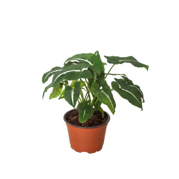 A potted plant with green leaves featuring white edges, placed in a small brown plastic pot against a white background.