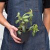 A person wearing a denim apron holds a small potted plant with green leaves against a neutral background.
