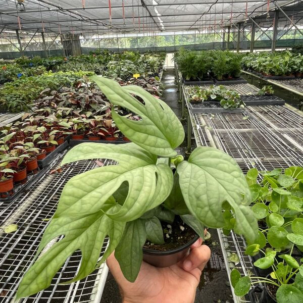 A hand holds a potted plant with large, fenestrated leaves inside a greenhouse filled with various other potted plants on metal racks.